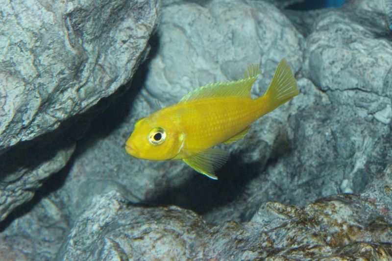 Maylandia lombardoi 'Nkhomo Reef'